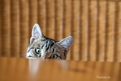 ကြောင် ဘာကြောင့် သင့်ကို စိုက်ကြည့်နေတာလဲ